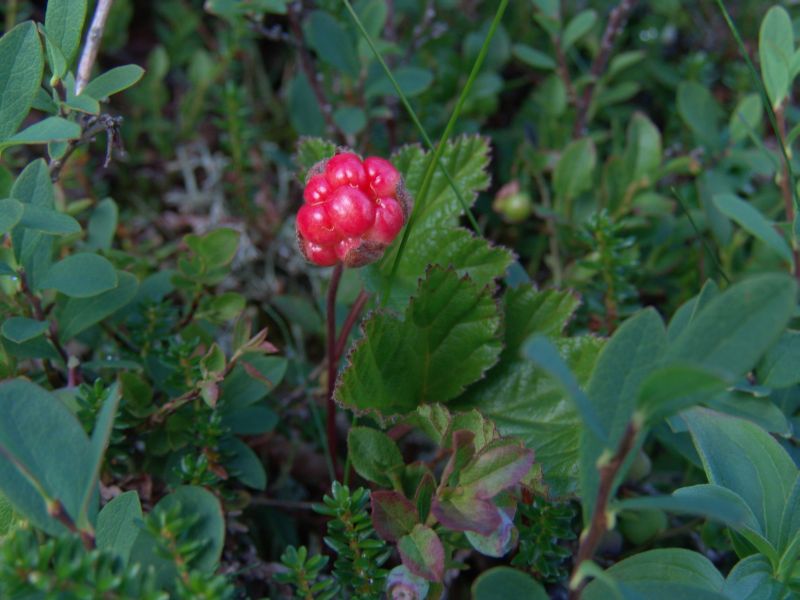 Поездка ко мне в деревню летом 2005 года 91