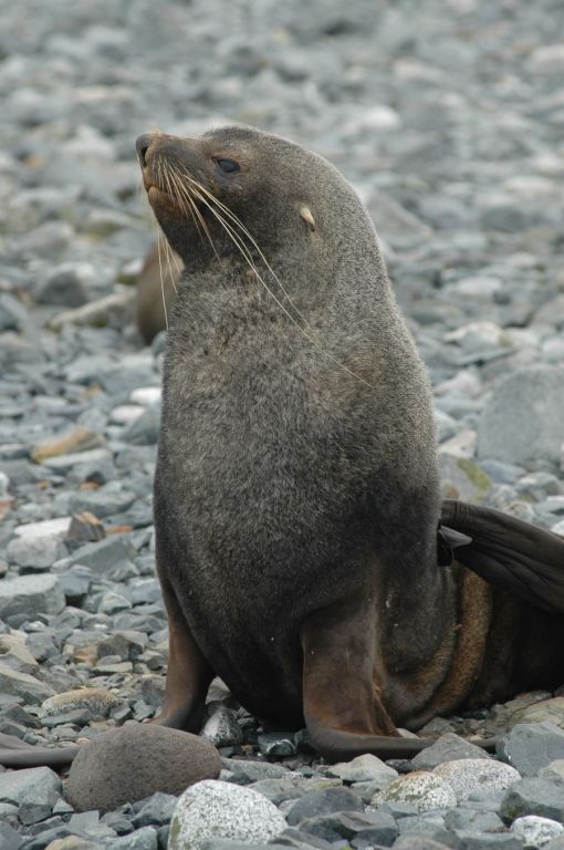 Животные в Антарктике 1