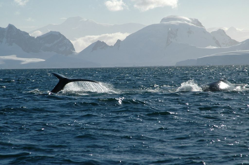 Животные в Антарктике 2