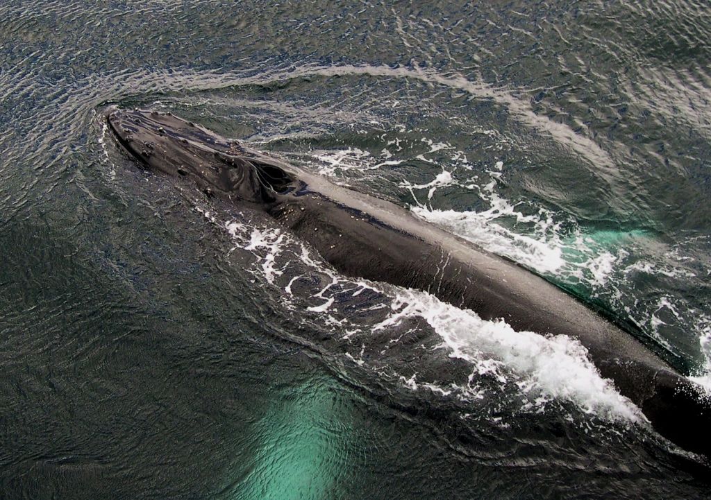 Животные в Антарктике 6