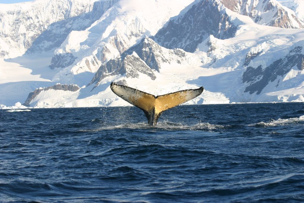 Животные в Антарктике 8