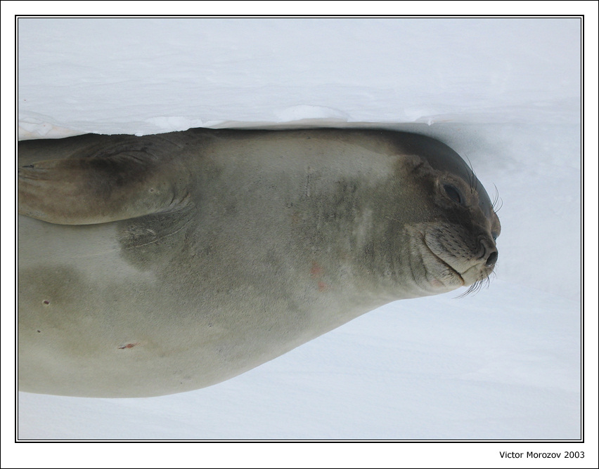 Мне прикольно, патамушта я слон :)