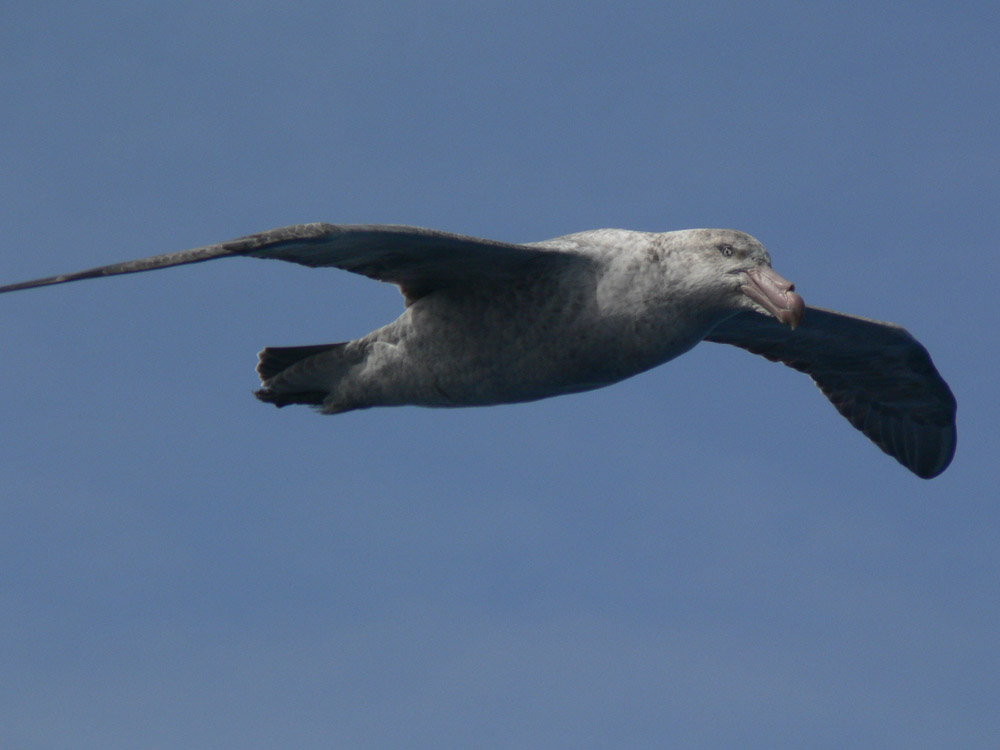 Гигантский буревестник