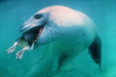 Морской Лепард