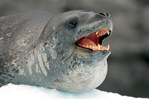 Морской Лепард