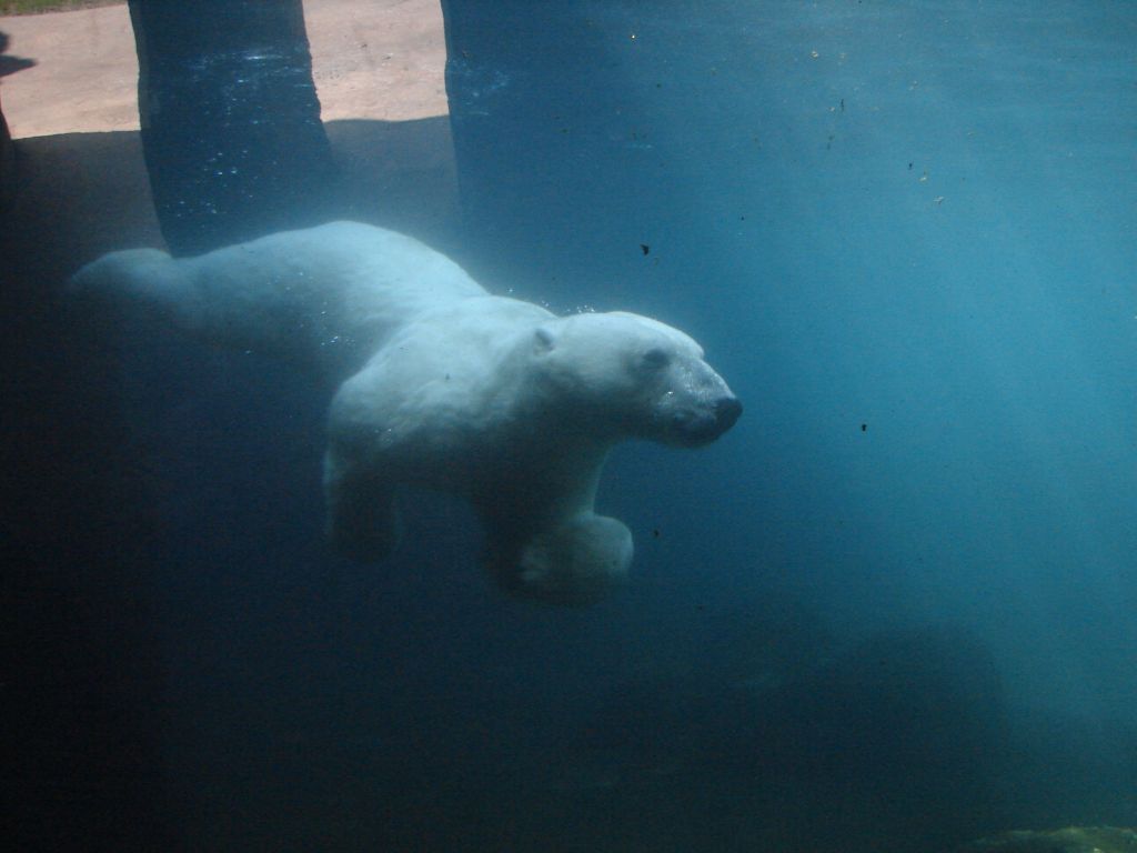 В зоопарке. Белый медведь