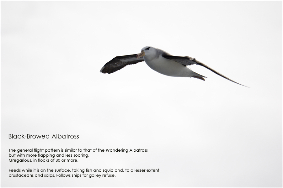 Чернобровый Альбатрос