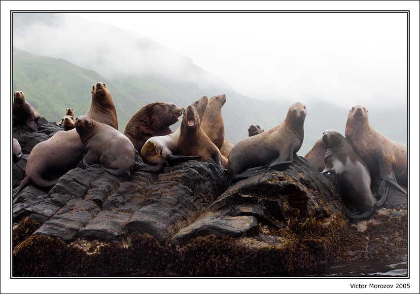 Сивучи, Татарский пролив, о. Монерон