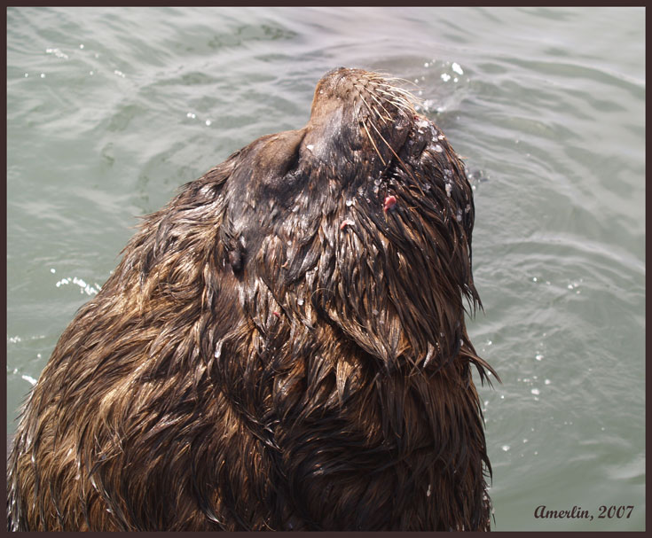 Морской Лев