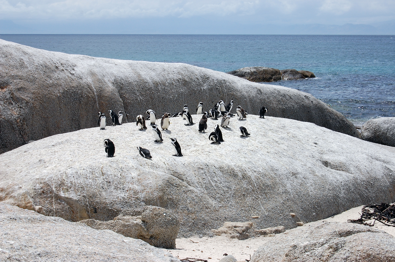 Пингвины в Кейптауне