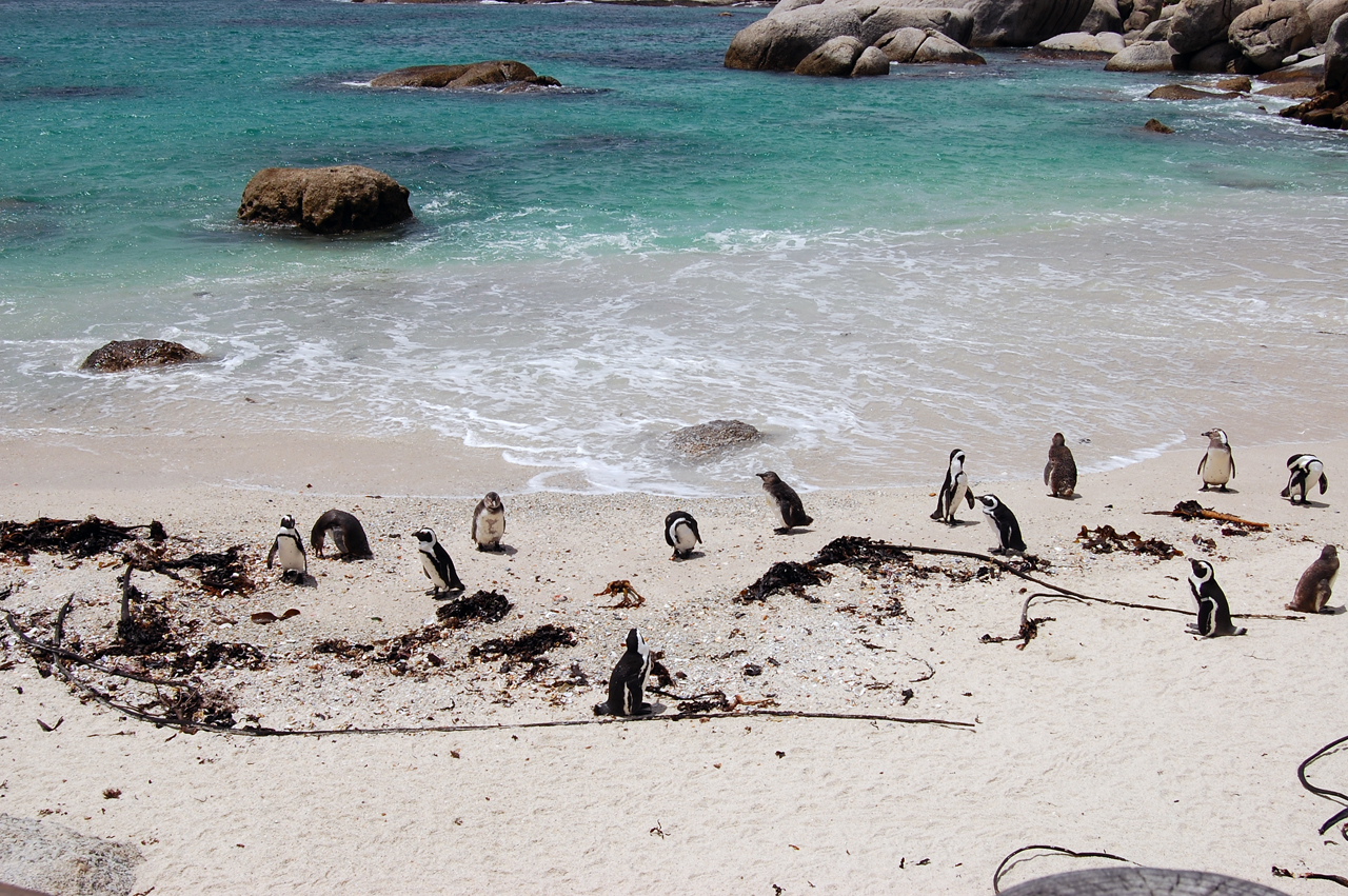 Пингвины в пригородн Кейптауна у воды