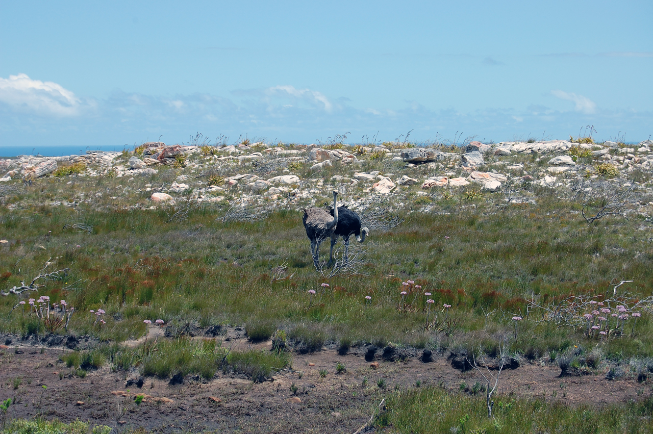 Страусы в Национальном парке