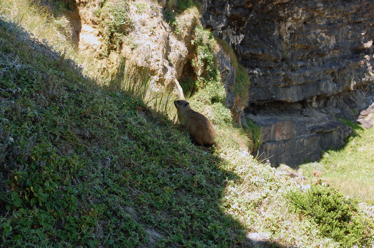 Дасси, один из символов ЮАР