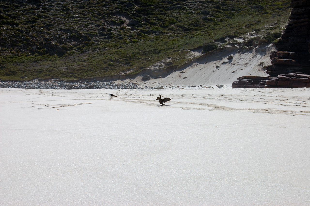 Птицы на пляже Диас-Бич. Мыс Доброй Надежды