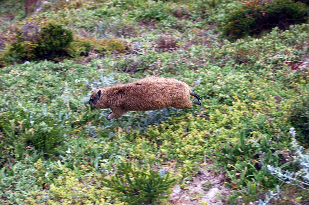 Дасси в прыжке. Мыс Доброй Надежды