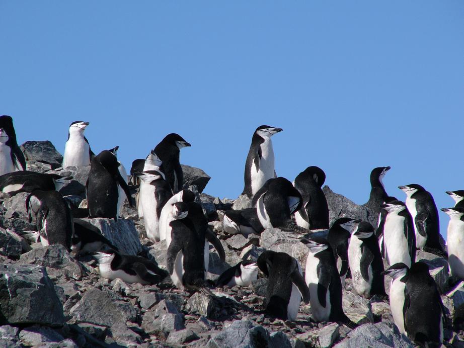 Пингвины острова Хаф-Мун