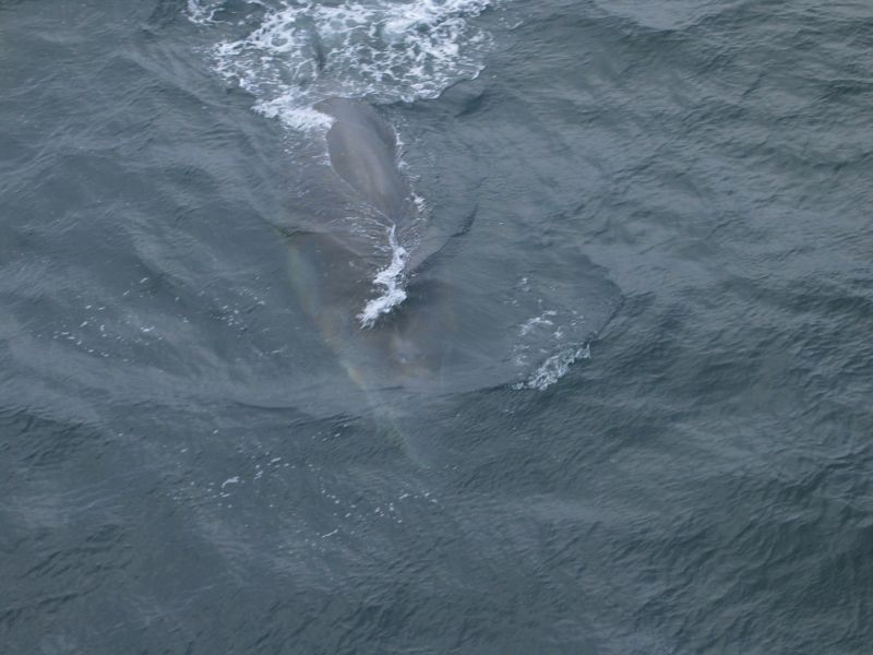 Экспедиция осени 2003 года на НИС "Академик Сергей Вавил