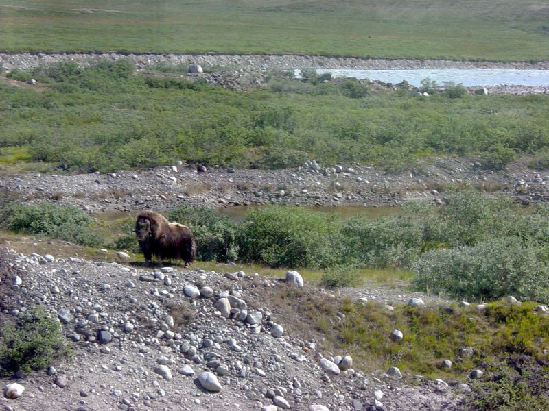 Экспедиция июня 2003 года на НИС "Академик Иоффе" 61