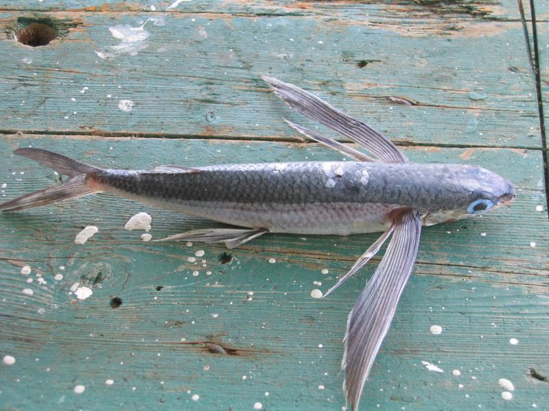 Экспедиция осени 2004 года на НИС "Академик Сергей Вавил