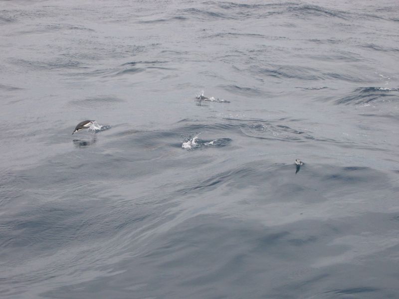 Экспедиция осени 2004 года на НИС "Академик Сергей Вавил